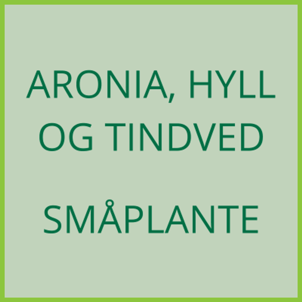 Aronia, hyll og tindved - småplante - levering 2027