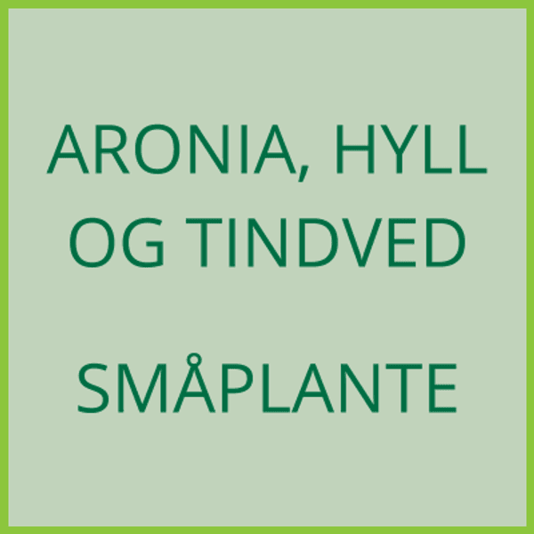 Hovedbilde Aronia, hyll og tindved - småplante - levering ...